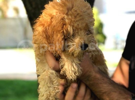 Ev Doğumu Dişi Red Toy Poodle