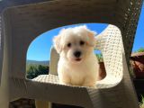 Anne Altından Dişi Maltese Terrier