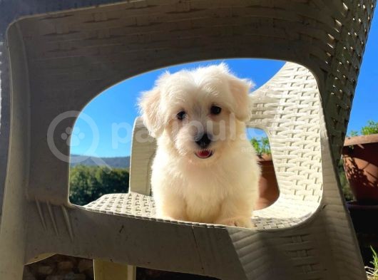 Anne Altından Dişi Maltese Terrier görsel