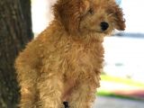 Ev Doğumu Dişi Red Toy Poodle