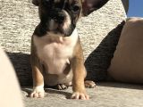 Evde Bakılmakta Olan French Bulldog Yavrular