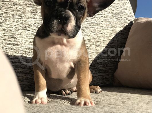 Evde Bakılmakta Olan French Bulldog Yavrular