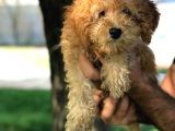 Ev Doğumu Dişi Red Toy Poodle