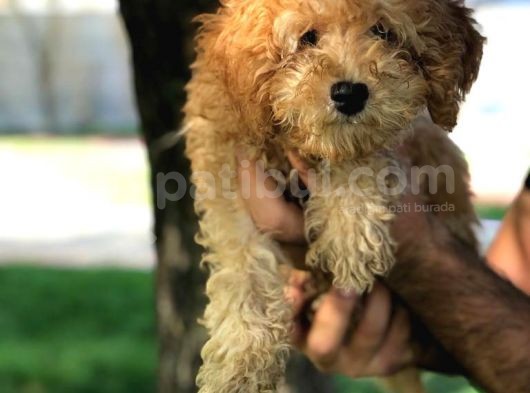 Ev Doğumu Dişi Red Toy Poodle görsel
