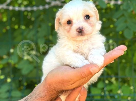 Sevimli Maltese Terrier görsel