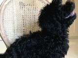 Siyah Dişi Maltipoo