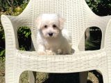 Anne Altından Dişi Maltese Terrier