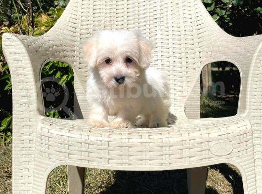 Anne Altından Dişi Maltese Terrier görsel