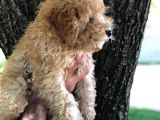 Ev Doğumu Dişi Red Toy Poodle