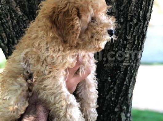 Ev Doğumu Dişi Red Toy Poodle görsel