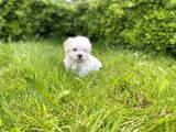 Kar Beyaz Sıfır Numara Maltese Terrier