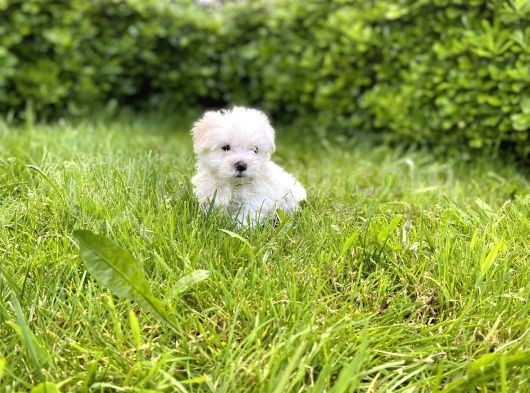 Kar Beyaz Sıfır Numara Maltese Terrier