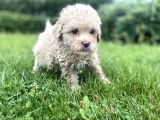 Red Brown Toy Poodle