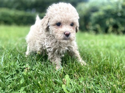Red Brown Toy Poodle görsel