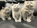 Veterinerden Dişi British Shorthair Yavrular