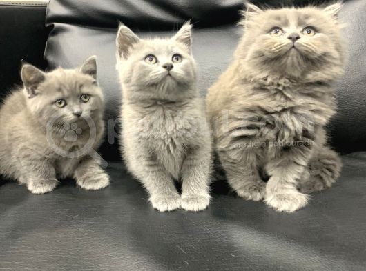 Veterinerden Dişi British Shorthair Yavrular görsel