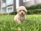 Red Brown Toy Poodle