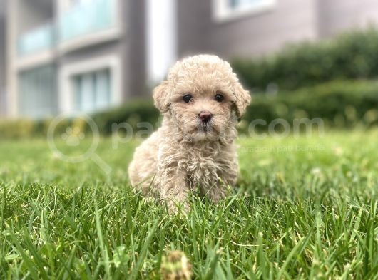Red Brown Toy Poodle