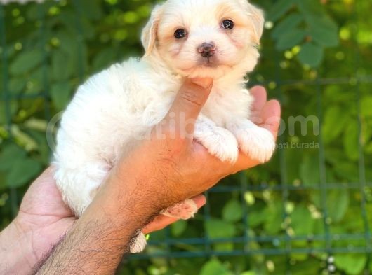 Sevimli Maltese Terrier