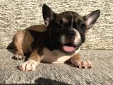 Evde Bakılmakta Olan French Bulldog Yavrular