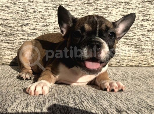 Evde Bakılmakta Olan French Bulldog Yavrular görsel
