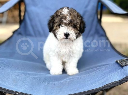 Dişi Morkie Yorkshire Terrier