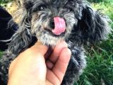 Yetişkin Dişi Toy Poodle Silver