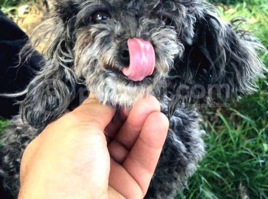 Yetişkin Dişi Toy Poodle Silver görsel