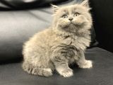 Veterinerden Dişi British Shorthair Yavrular