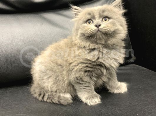 Veterinerden Dişi British Shorthair Yavrular görsel