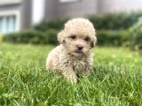 Red Brown Toy Poodle