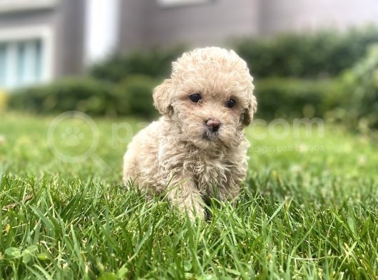 Red Brown Toy Poodle görsel