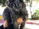 Yetişkin Dişi Toy Poodle Silver