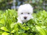 Kar Beyaz Sıfır Numara Maltese Terrier