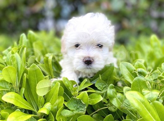 Kar Beyaz Sıfır Numara Maltese Terrier görsel