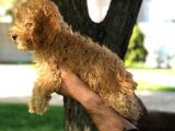 Ev Doğumu Dişi Red Toy Poodle