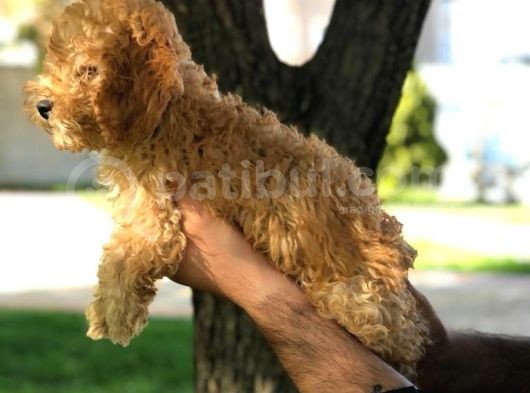 Ev Doğumu Dişi Red Toy Poodle görsel