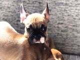 Evde Bakılmakta Olan French Bulldog Yavrular