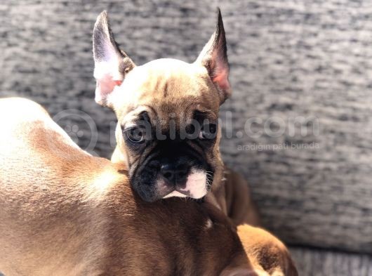 Evde Bakılmakta Olan French Bulldog Yavrular görsel