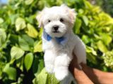 Anne Altından Dişi Maltese Terrier