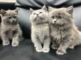Veterinerden Dişi British Shorthair Yavrular