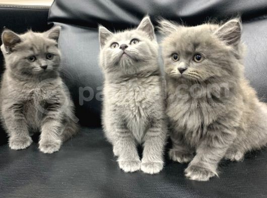 Veterinerden Dişi British Shorthair Yavrular
