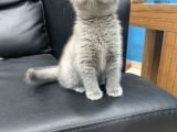 Veterinerden Dişi British Shorthair Yavrular