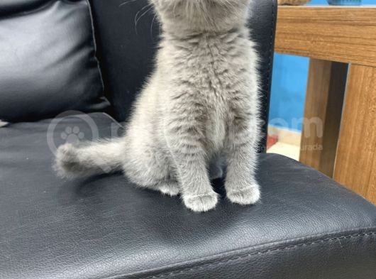 Veterinerden Dişi British Shorthair Yavrular görsel