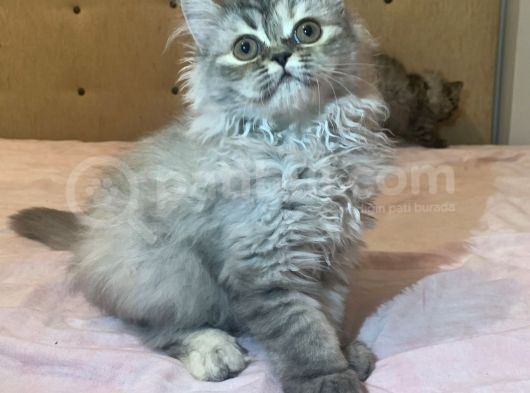 Veterinerden Uygun Dişi İran Kedisi Yavruları