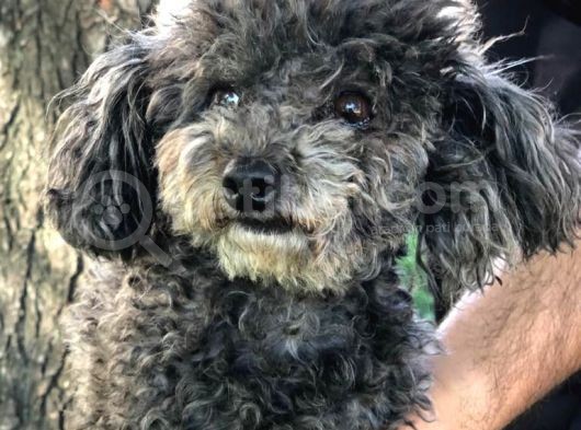 Yetişkin Dişi Toy Poodle Silver görsel