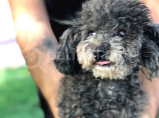 Yetişkin Dişi Toy Poodle Silver görsel