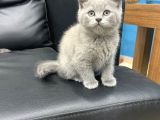 Veterinerden Dişi British Shorthair Yavrular