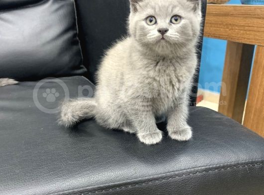 Veterinerden Dişi British Shorthair Yavrular görsel