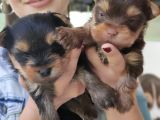 Teacup Yorkshi̇re Terri̇er Bebekler